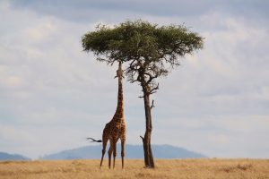 Kenia safari – niezapomniana przygoda z Logos Tour