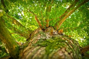 Dlaczego warto stosować liście moringa?