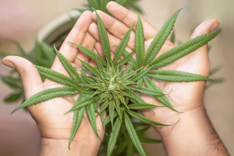 Jak odróżnić CBD od THC?